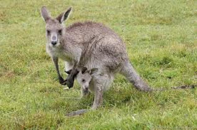 Kangaroos - Babies and mom ]014