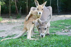 Kangaroos - Babies and mom ]015