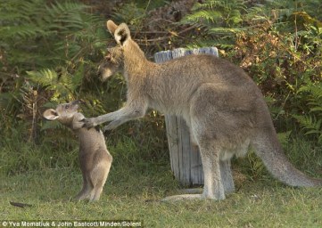 Kangaroos - Babies and mom ]020