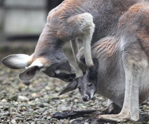 Kangaroos - Babies and mom ]022