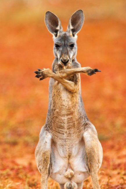 Kangaroos - Cute 003