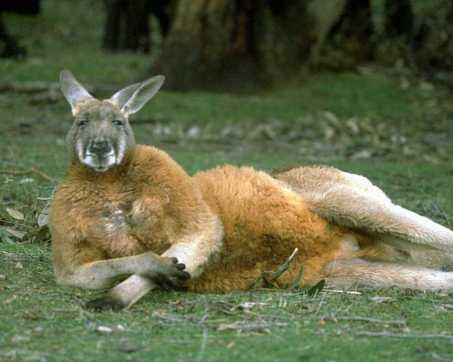 Kangaroos - Cute laying down 01